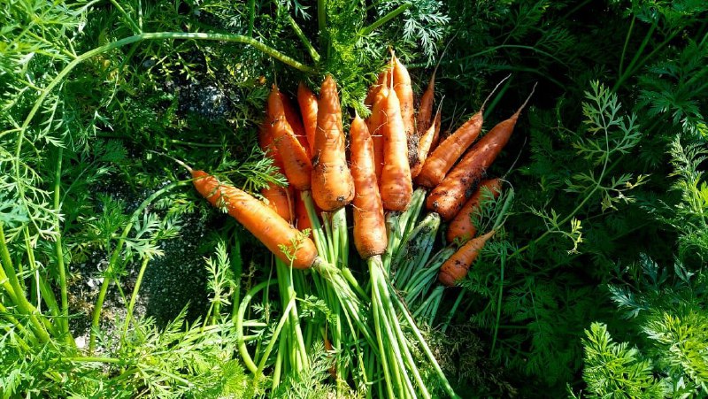 Fresh Egyptian Carrots Sweet & Crunchy | Grade A Export - Image 2