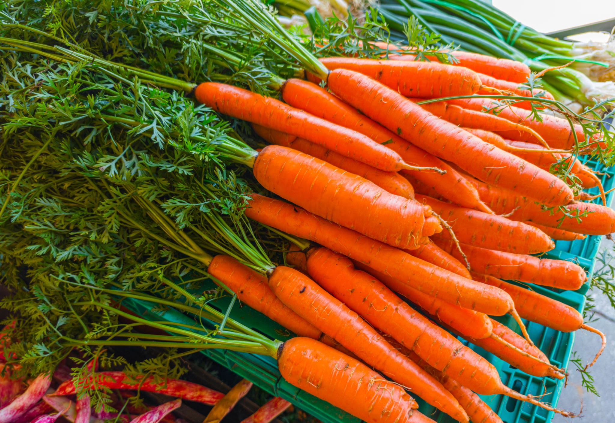 Fresh Egyptian Carrots Sweet & Crunchy | Grade A Export